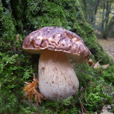 King of mushrooms