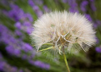 In the Lavender Field