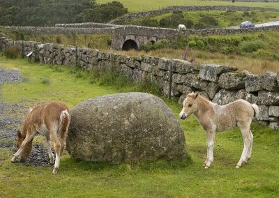Dartmoor foals