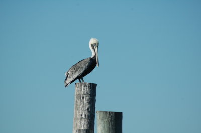 Pelican