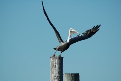 Pelican taking flight