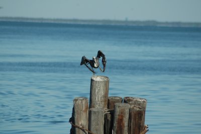Pelican taking flight