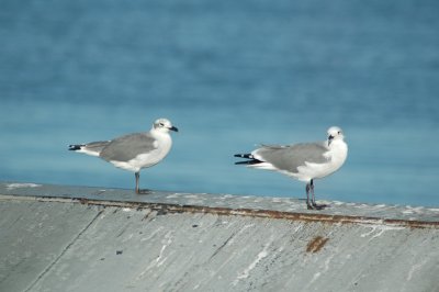 Sea Gulls riding the ferry