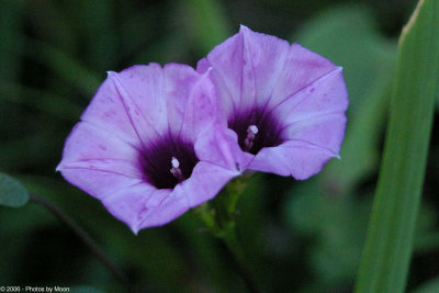 Flower 3561.jpg