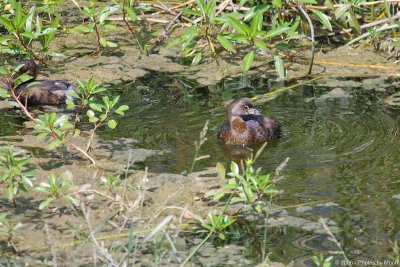 October 4th, 2006 - Water Bird 4103