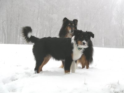 Australian Shepherd Ebbie