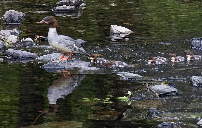 Female Common Merganser With Chicks