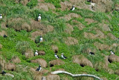 Puffins On Gull Island