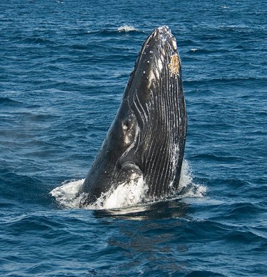 Humpback Whale Spyhopping---Two Images