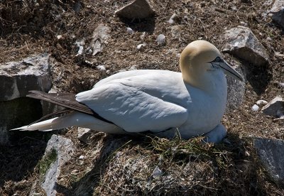 Gannet And Chick--Two Images