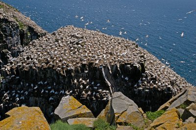 The Gannet Colony At Cape St. Mary's Ecological Reserve--Two Images