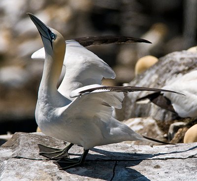 Gannet Stretching Wings - Two Images