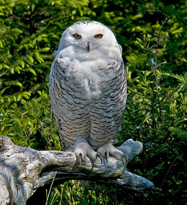 Snowy Owl