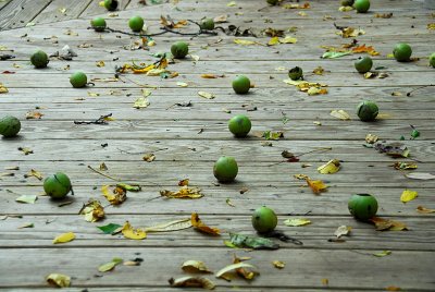 Walnuts On Our Deck