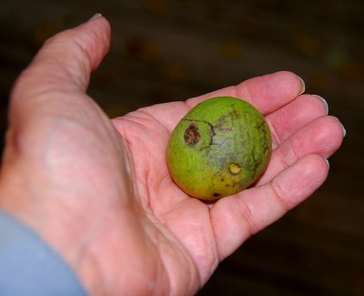 A Walnut From Our Black Walnut Tree