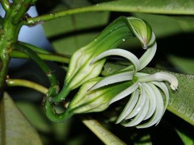Clermontia Hawaiiensis