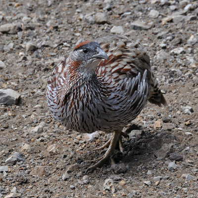 Erckel's Francolin