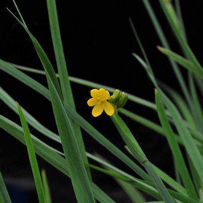 Iridaceae (Iris Family) - Mau'u La'ili