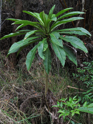 Cyanea Hamatiflora