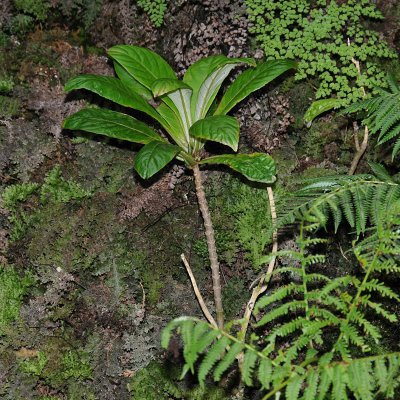 Gesneriaceae (African Violet Family) - Ha'iwale
