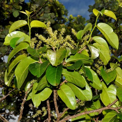 Flowering Hame