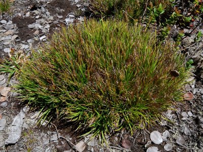Oreobolus Furcatus