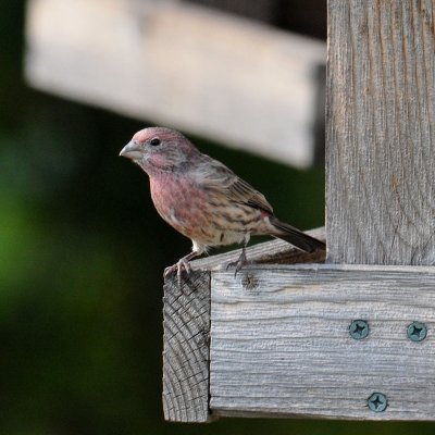 House Finch