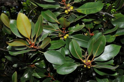 Sapotaceae (Sapodilla Family) - 'ala'a