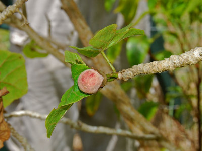 H. Hualalaiensis Pod