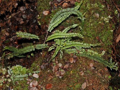 Asplenium sp.