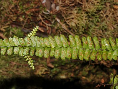 Asplenium sp.