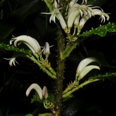 'Aku 'Aku Flowers