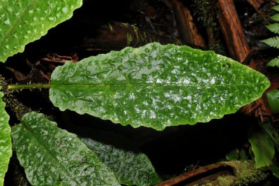 'Aku Leaf