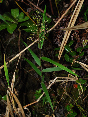 Poaceae (True Grasses) - Pili, 'Ohe, etc