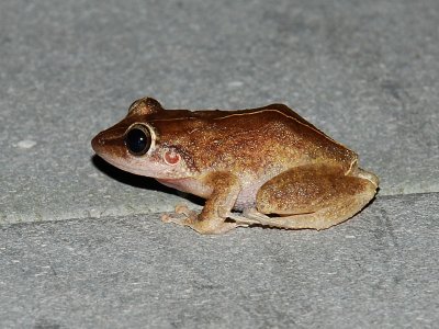 Coqui Frog