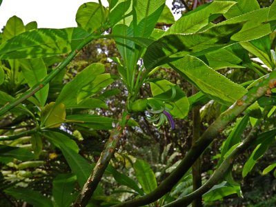 Kohala Clermontia