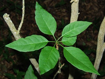 N. Breviflorum