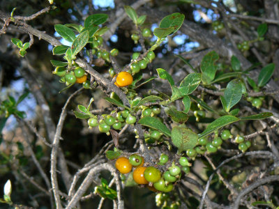 C. Montana Fruits