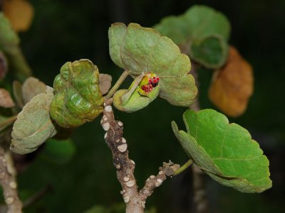 H. Hualalaiensis