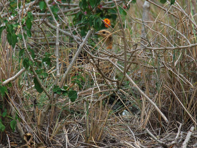 Female Black Francolin