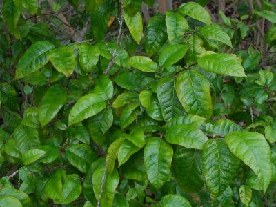 Moraceae (Mulberry Family) - A'ia'i