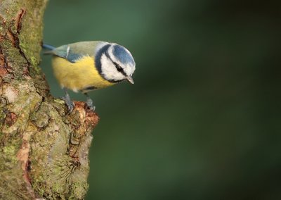 Blue tit-Parus caeruleus