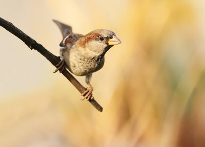 House sparrow-Passer domesticus