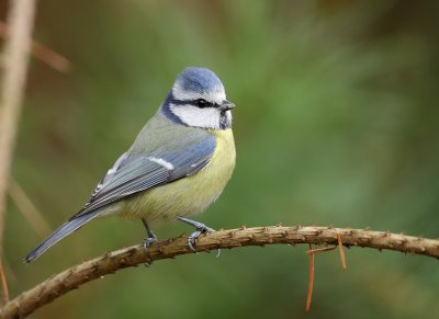 Blue tit-Parus caeruleus