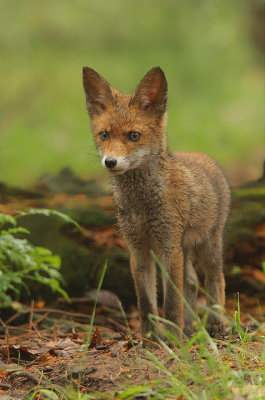 Fox-Vulpes vulpes