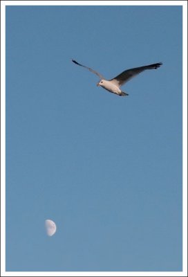 Gull & Moon Twilight