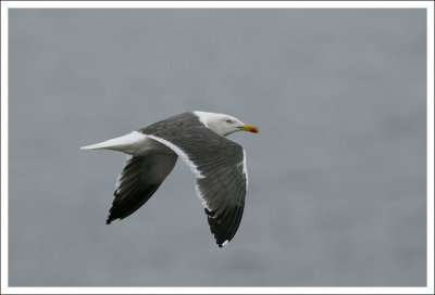 Gull