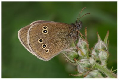 Ringlet