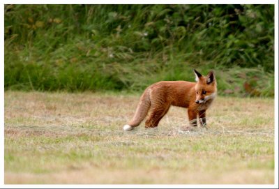 Fox Cub