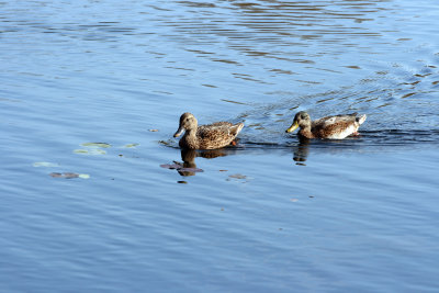 lake_katherine_2009